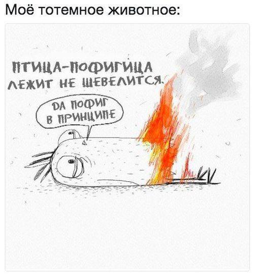 Подборка картинок. Дневной выпуск (51 фото)