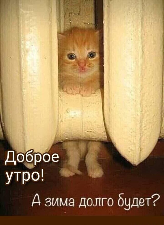 Доброе утро! А зима долго будет? – АйДаПрикол