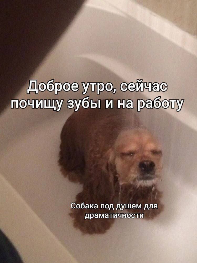 Подписывайся на канал тут мемы каждый день