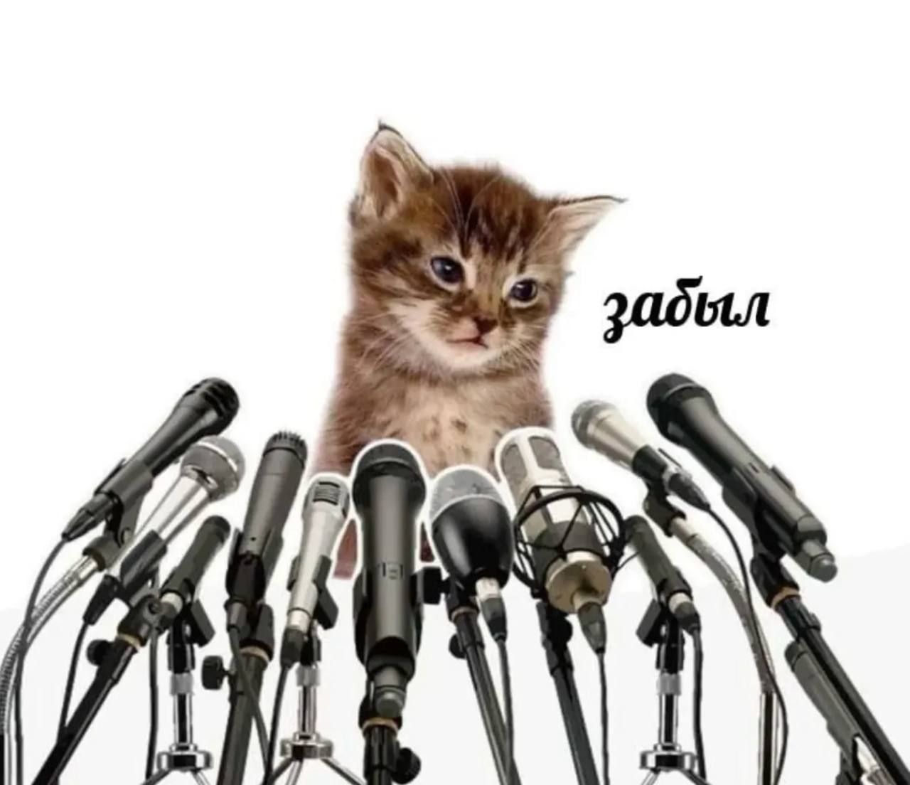 тгк – супер мили котики