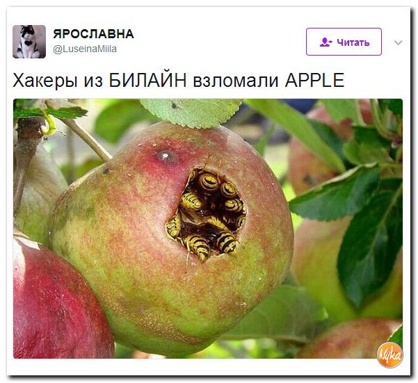 Рыжее настроение