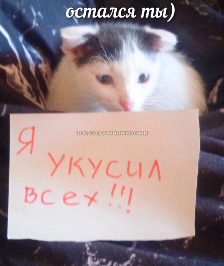 тгк: супер мили котики