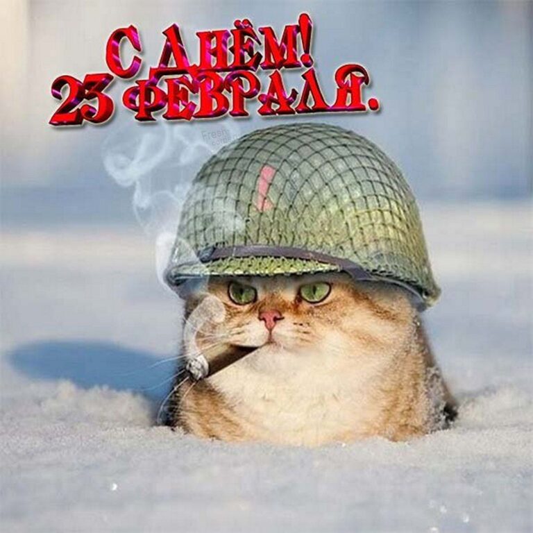 Прикольные открытки с 23 февраля с веселыми надписями и смешными пожеланиями