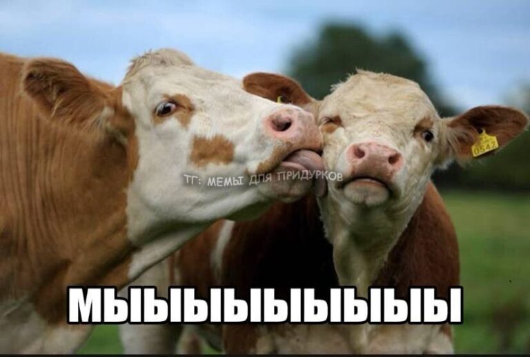 тг: мемы для придурков