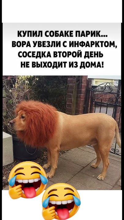 Лучшая покупка для собаки!😀😀 #юмор #смехпродлеваетжизнь #собакалев#пес#лев