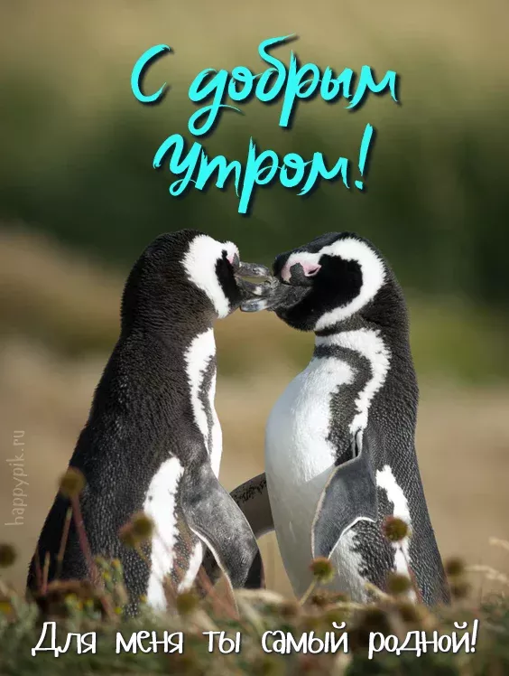 Картинки любимому мужчине С добрым утром ☀️⏰ – скачать