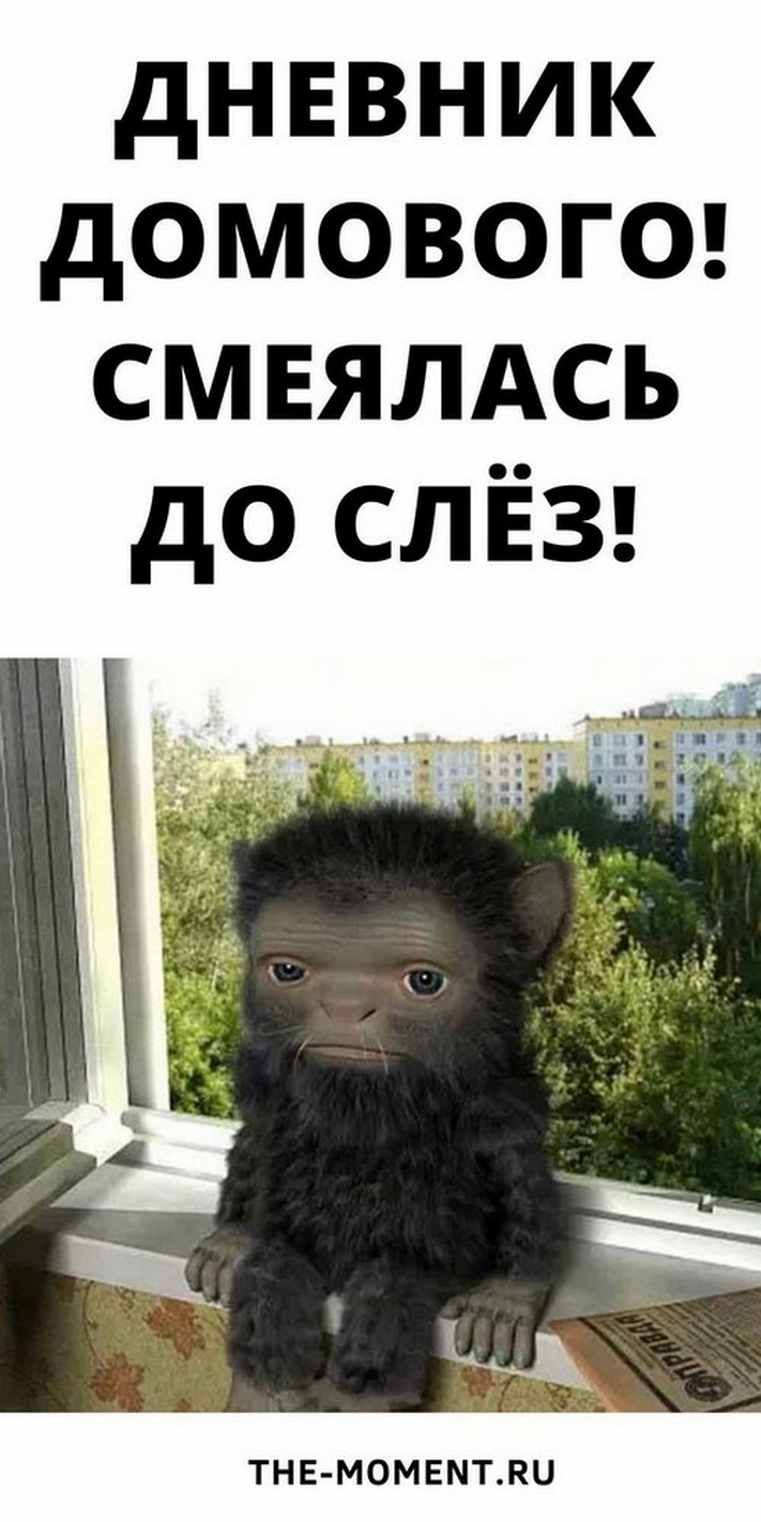 Новый и очень смешной анекдот: дневник домового | svLad