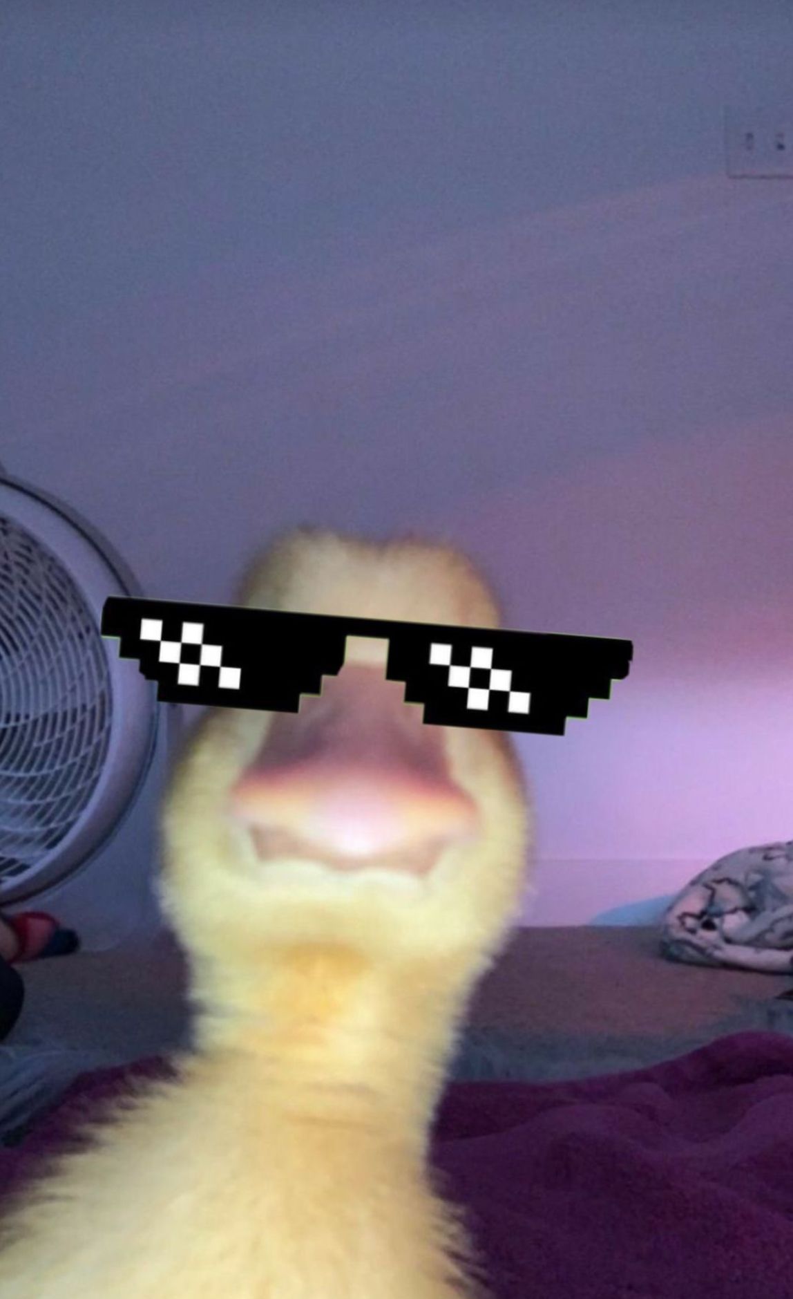 ᴄᴏᴏʟ ᴅᴜᴄᴋ