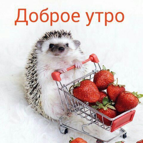 Домашние заготовки