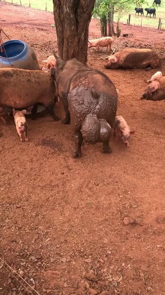 большие яйца?