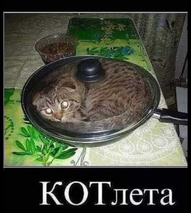 без кота и жизнь не та!