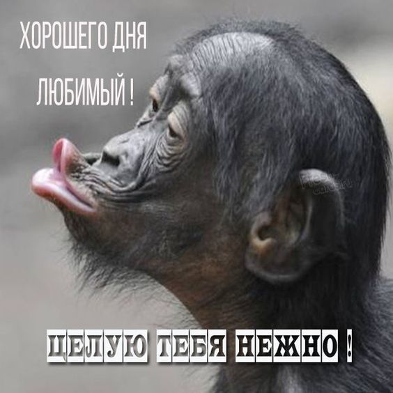 Открытки и прикольные картинки с красивыми пожеланиями и веселыми надписями