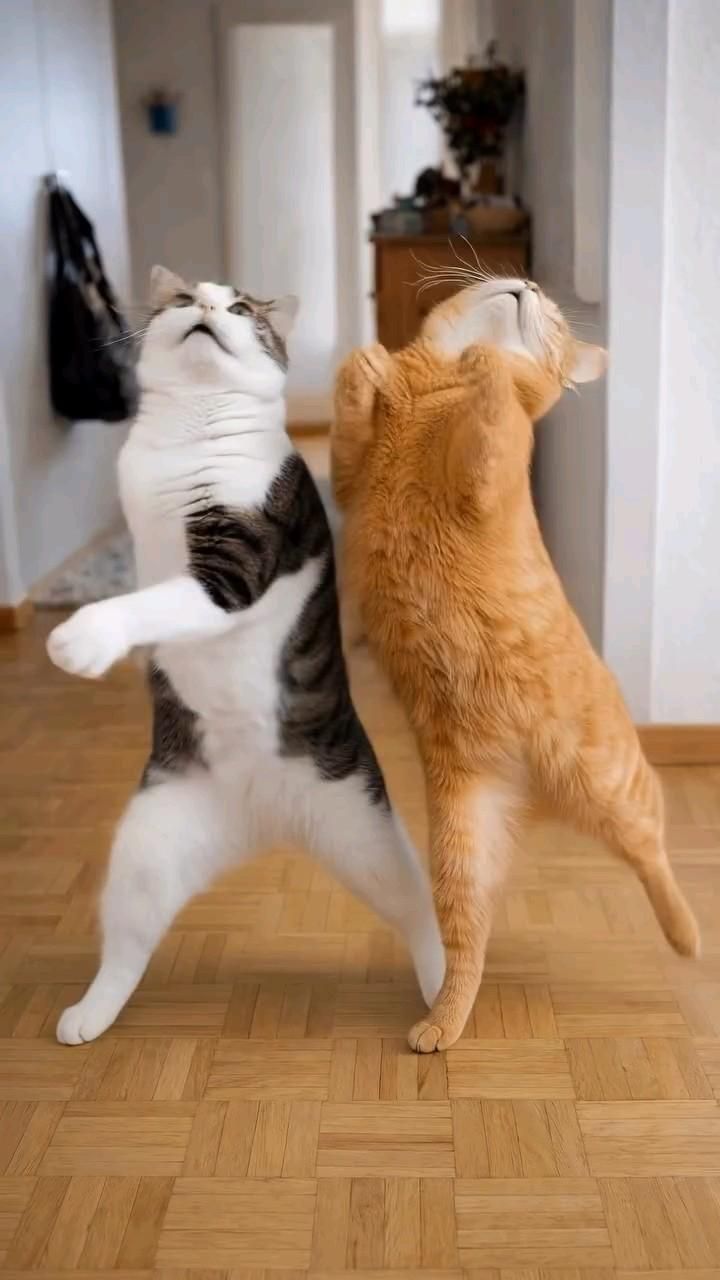 Когда ваши кошки забывают, что они кошки, и внезапно превращают площадку в танцевальную сцену 🕺🐱🐱