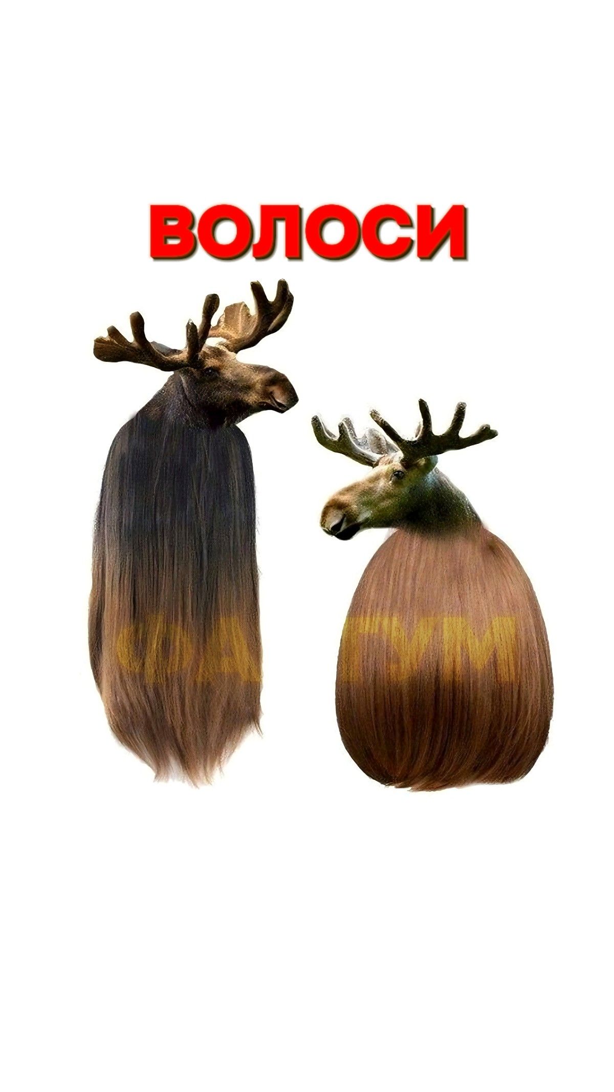 Лоси – Волоси