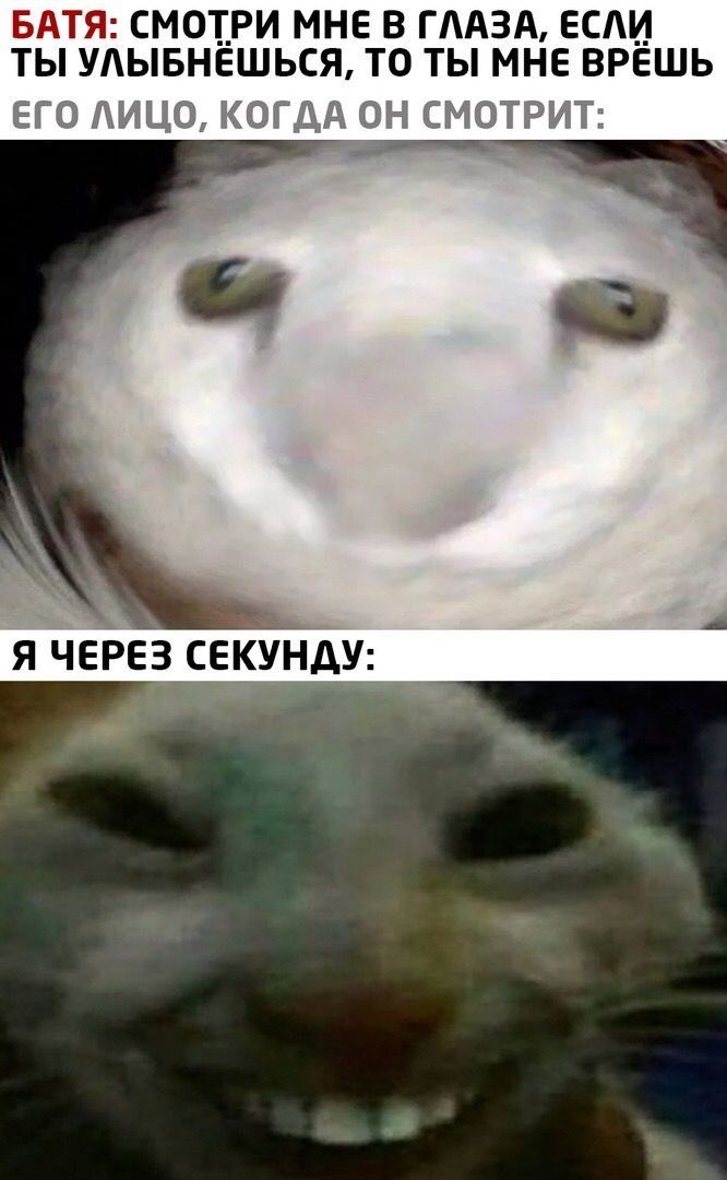 Смешные мемы с котами | Смешные коты| Смешной кот