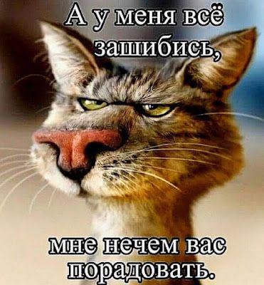 Замурчательный кошачий юмор для хорошего настроения