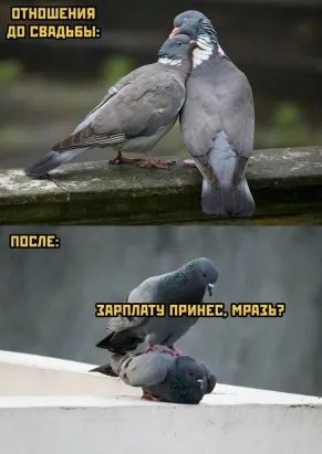 юмор, смешные картинки