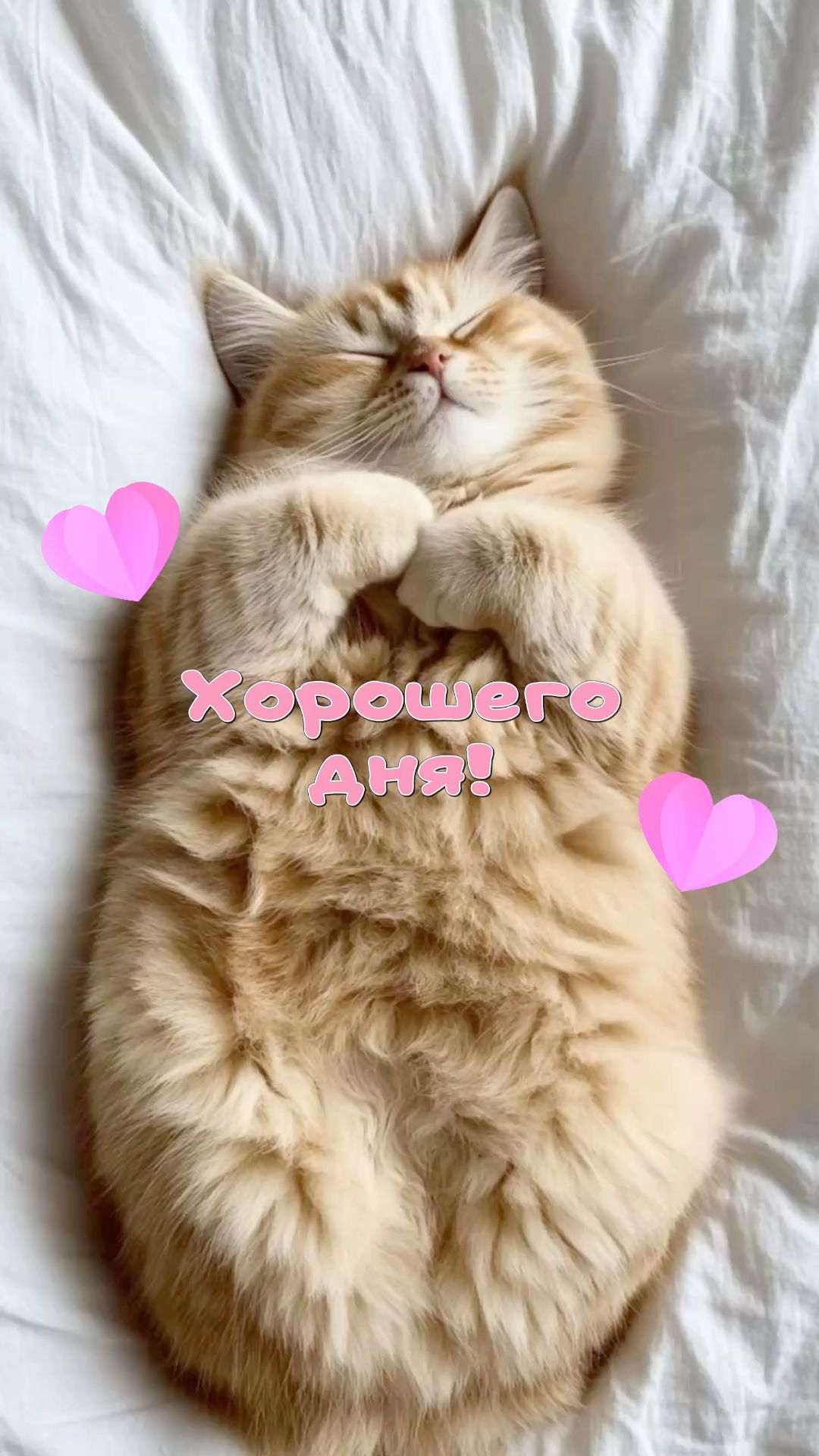Хорошего дня кот котик