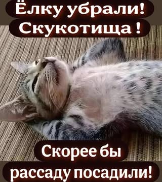 Елку убрали! Скукотища! I Скорее бы I рассаду посадили! – АйДаПрикол