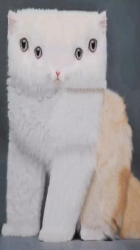 ବହୁତ ଅଦ୍ଭୁତ ବିଲେଇ ଏବଂ ବିଲେଇ ଛୁଆଙ୍କ ଭିଡିଓ