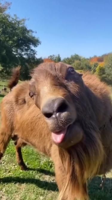 funny goat smile