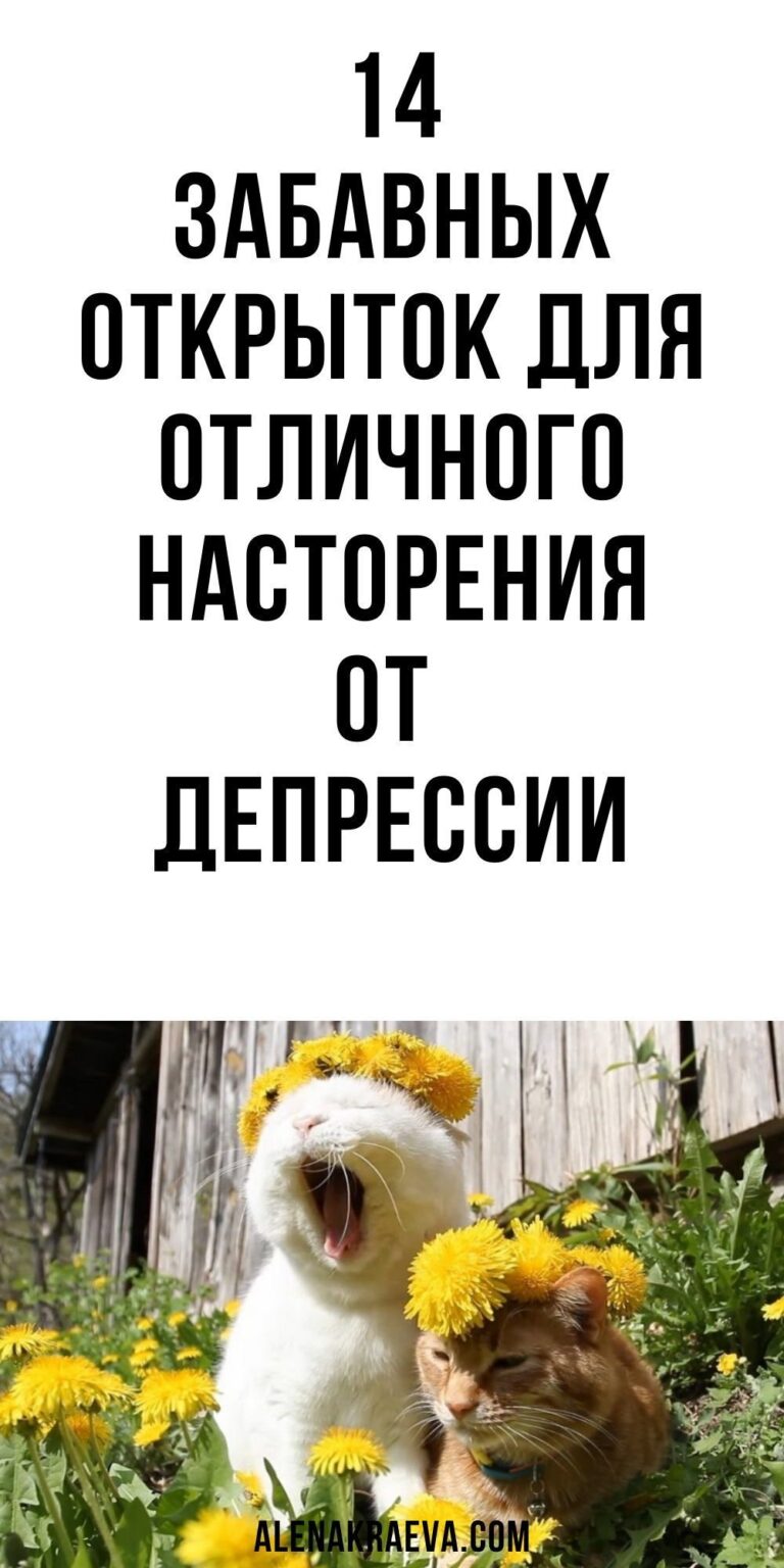 Забавные открытки для отличного насторения, юмор | alenakraeva.com