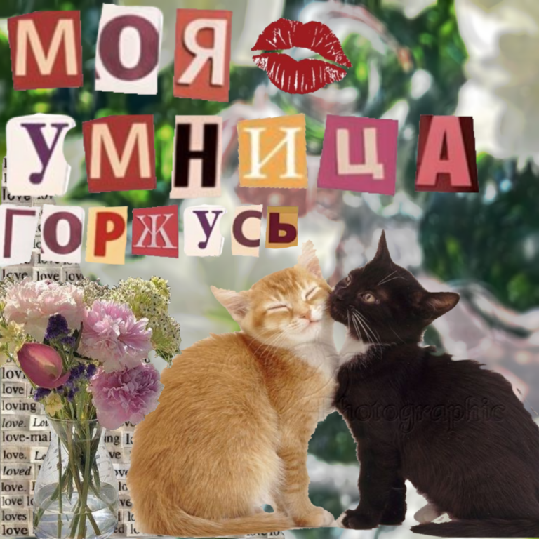 открытка с котиками