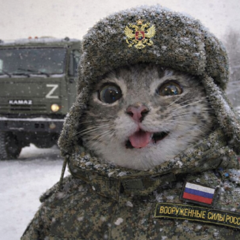 Cat with tongue out in army