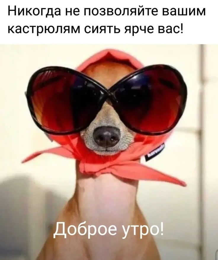 Cool Dog with Sunglasses and Scarf