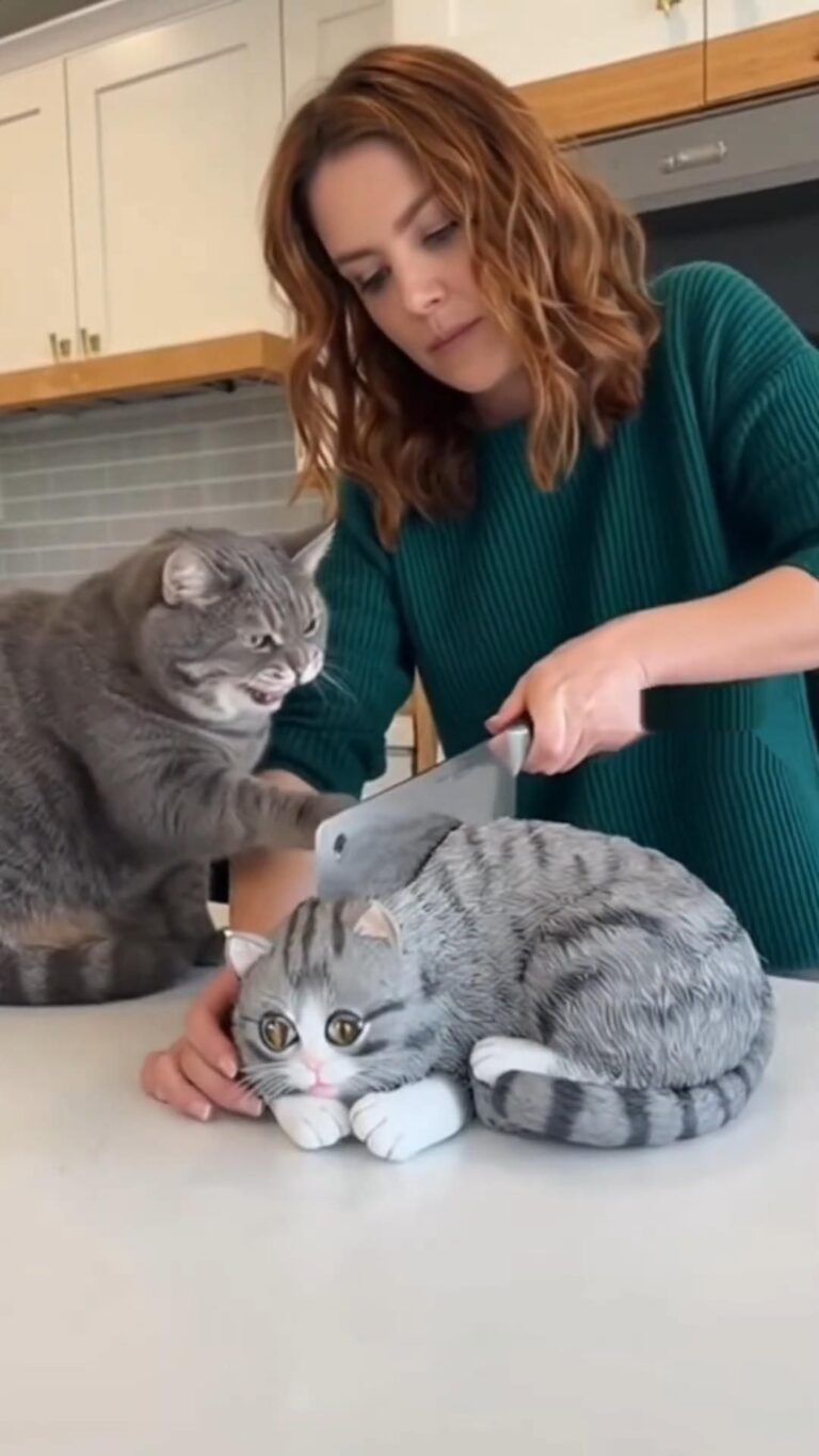 Pets vs Cake Prank! 🐶😂 You Won’t Believe His Reaction!