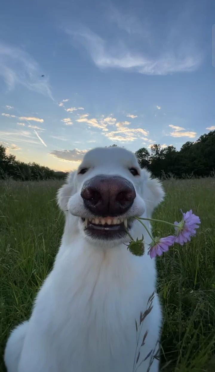 bubanaaşıkarkadaşlarq ,,😏😏😎