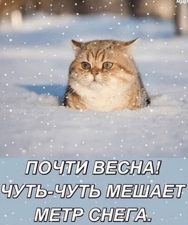ПОЧТИ ВЕСНА! ЧУТЬ-ЧУТЬ МЕШАЕТ МЕТР СНЕГА. – АйДаПрикол
