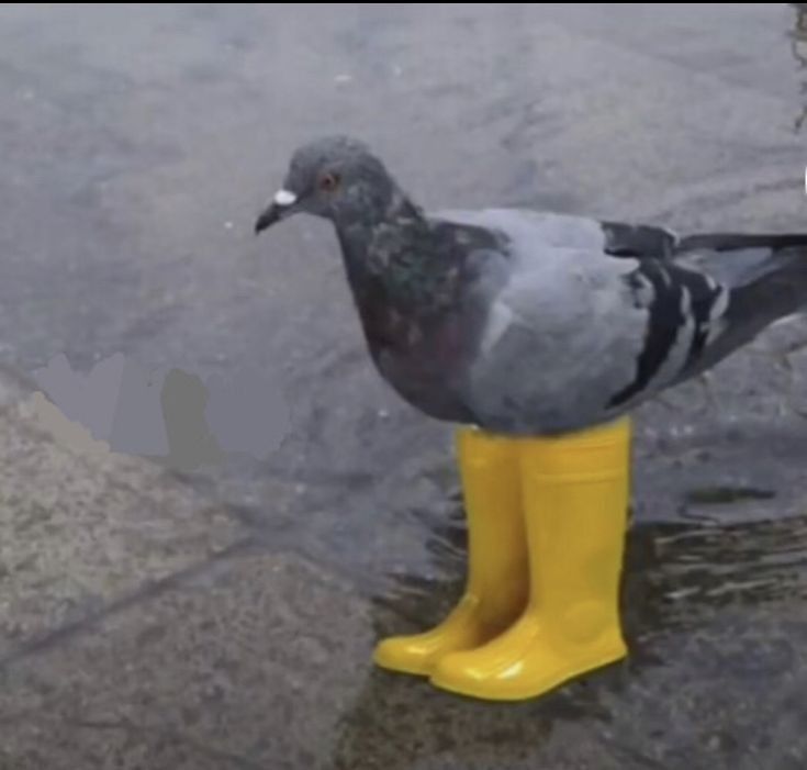 🐦👢