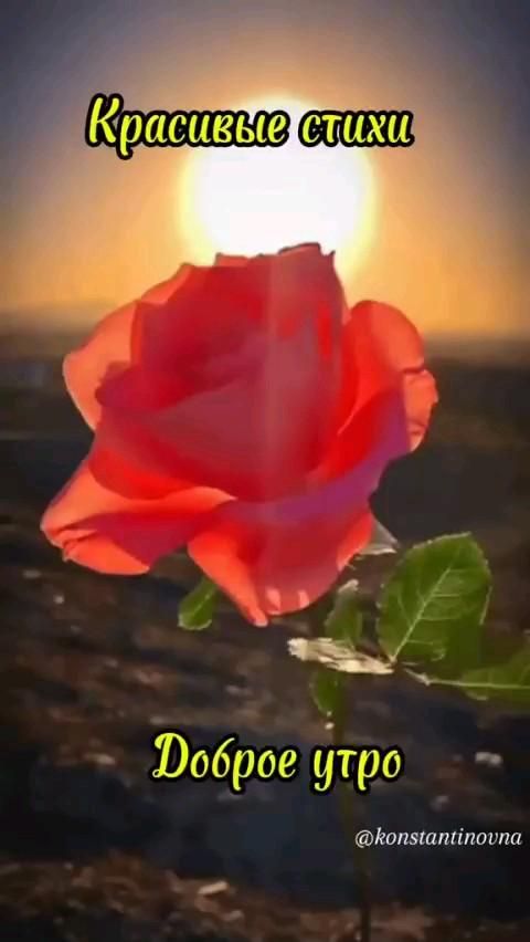 Доброе утро всем! Хорошего, счастливого дня! 😍🌸🍀🌼