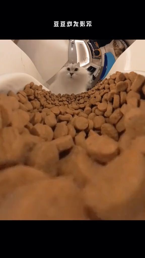 Catzilla is attacking the food