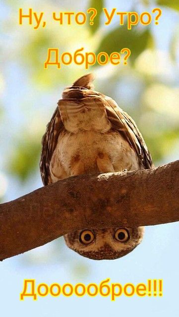 Доброе утро