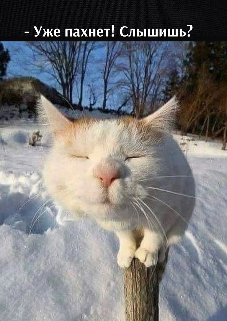 Весна. Картинки.